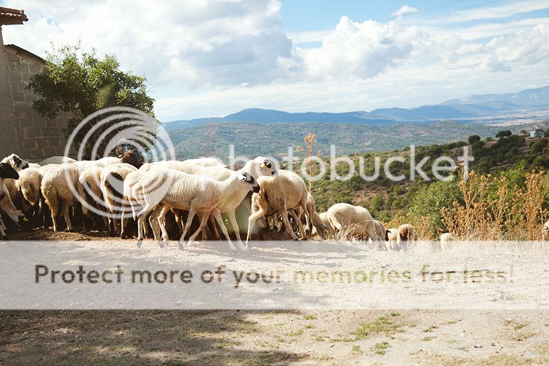 photo IMG_0008_zps2220c930.jpg