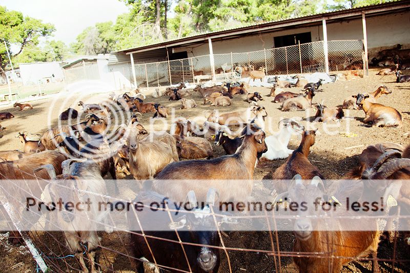 photo IMG_9301_zps5ac671db.jpg